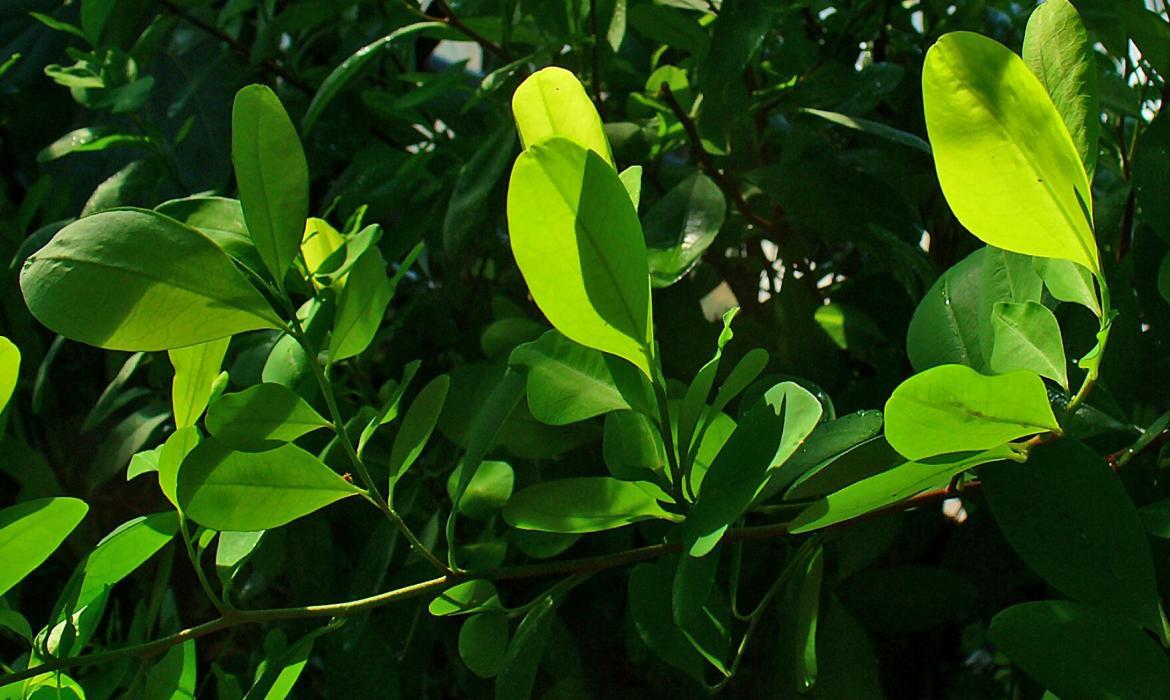 La pianta della coca (fonte wikipedia)