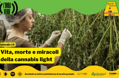 cannabis light onda verde
