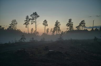 clima deforestazione