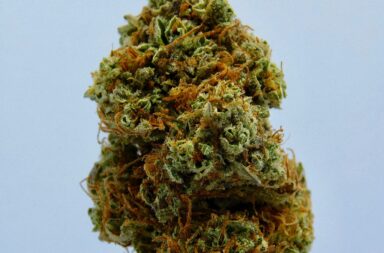 cannabis
